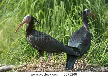Waldrapp Ibis
