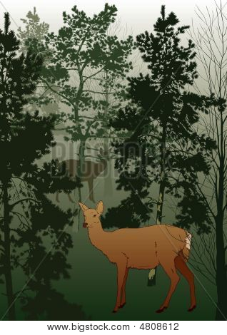 Wald