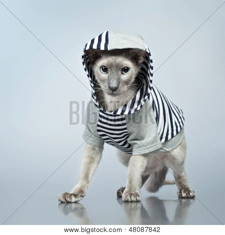 Peterbald gato em Hoody