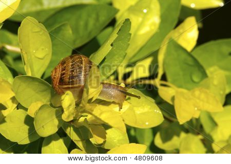Helix Aspersa Iii