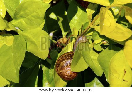 Helix Aspersa Ii