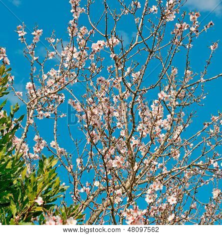Almond Tree