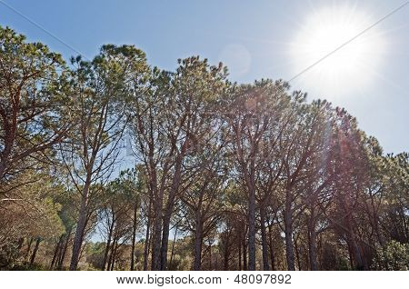 Pinewood And Sun