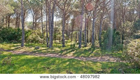 Pine Trees