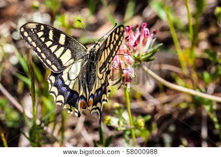 Papilio Machaon
