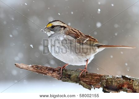 Bird In Snow