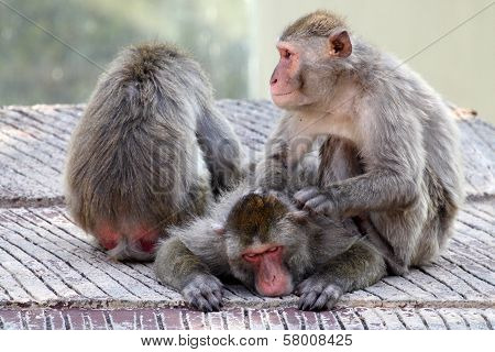 Group Of Japanese Macaques Relaxing