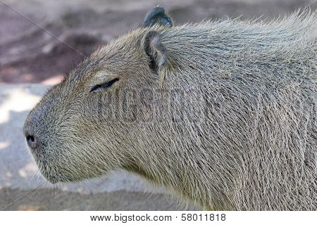 Side View Of A Capybara