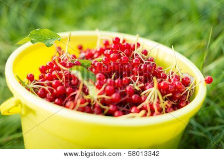 Berries of red viburnum in bucket