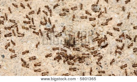 Ant