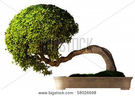 Bonsai tree