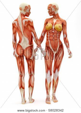 Female musculoskeletal system front and back