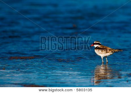 Fronted ดำ Dotterel (Elseyornis melanops) บน mudflat