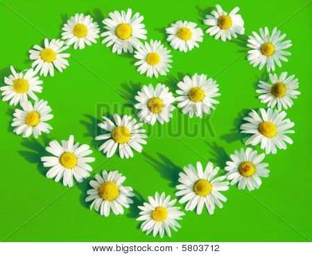 หัวใจ Oxeye เดซี่