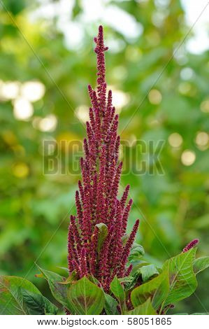 Amaranth (Prince's Feather) Growing On Flower Bed