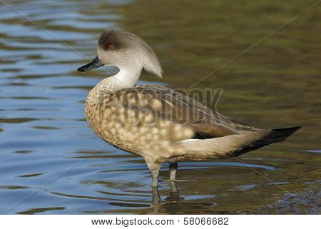 Patagonian Crested Duck