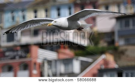Herring Gull in flight