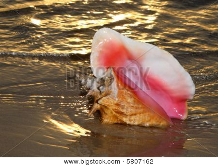 Shell o conchiglia