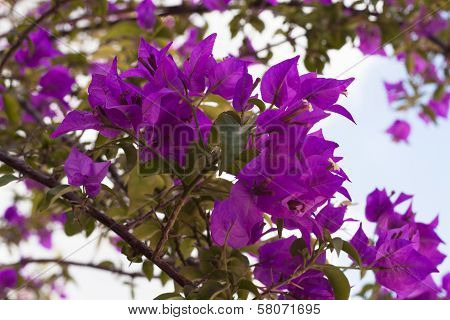 Purple Bougainvillea Flower
