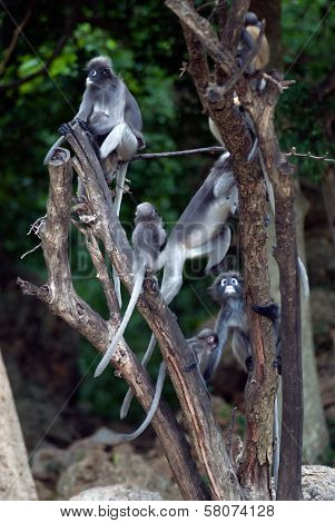 Monkey Family On Tree ( Presbytis Obscura Reid ) .