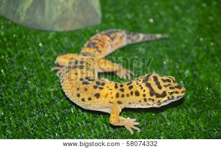 little gecko in captivity
