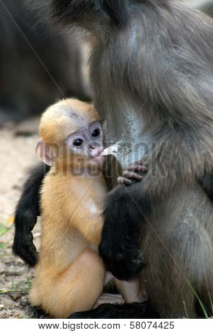 Monkey Mother And Her Baby ( Presbytis Obscura Reid ).