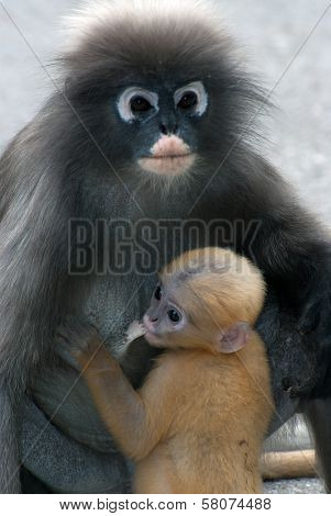 Monkey Mother And Her Baby ( Presbytis Obscura Reid ).