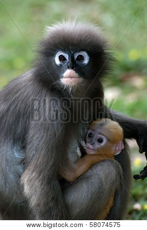 Monkey Mother And Her Baby ( Presbytis Obscura Reid ).