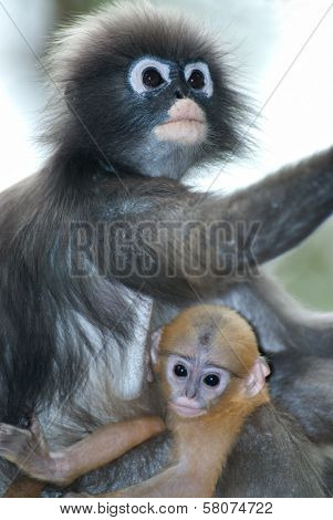 Monkey Mother And Her Baby ( Presbytis Obscura Reid ).