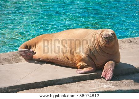 Walrus