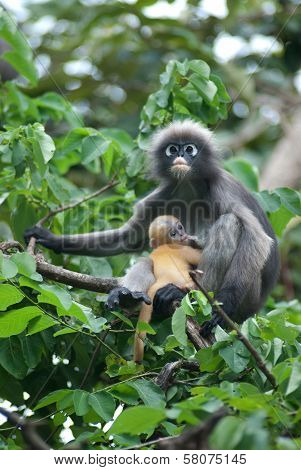 Monkey Mother And Her Baby ( Presbytis Obscura Reid ).