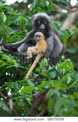 Monkey Mother And Her Baby ( Presbytis Obscura Reid ).