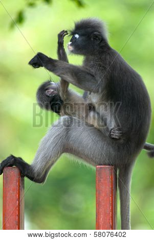 Monkey Mother And Son ( Presbytis Obscura Reid ).
