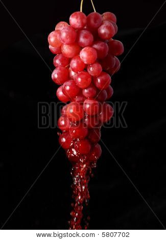 Vino3