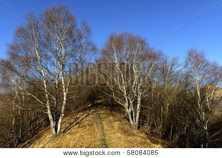 Birches In Winter, No Snow, Mount Bolettone (north Italy)