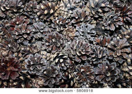 マツ円錐形の背景