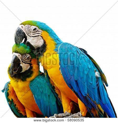 Blue And Gold Macaw