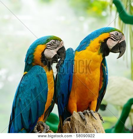 Blue And Gold Macaw