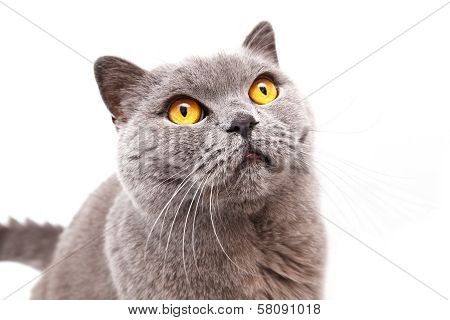 Portrait Of A Grey British Cat