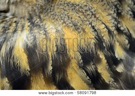 Eurasian Eagle Owl Feathers