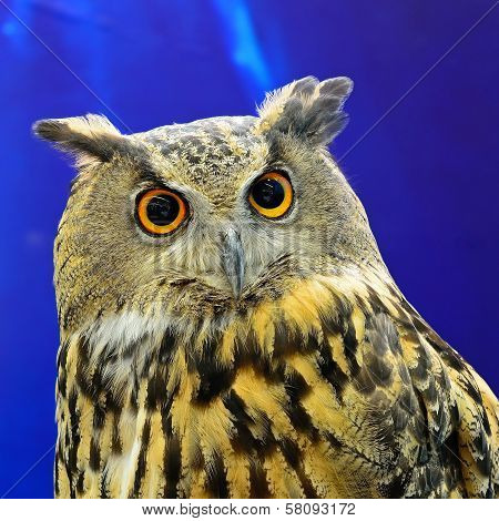 Eurasian Eagle Owl