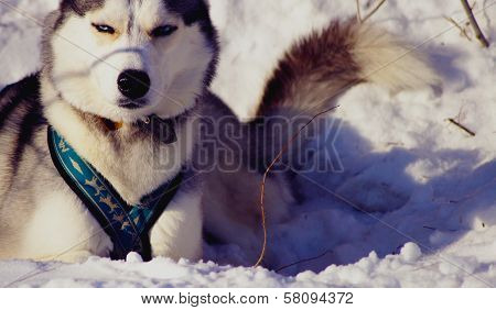 Sled dog lying in the snow