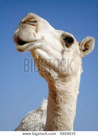 Chameau Close up