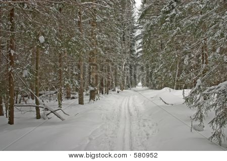 Téli erdő. Sí-track 2