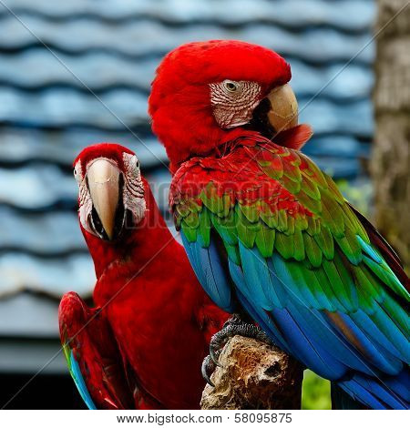 Greenwinged Macaw