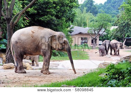 Elephant