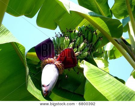 bananer