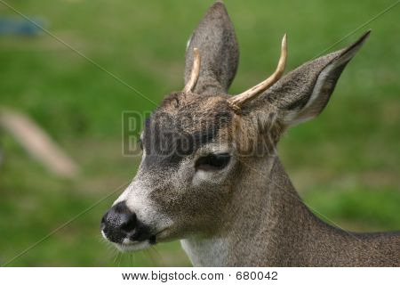 Young Buck på en äng