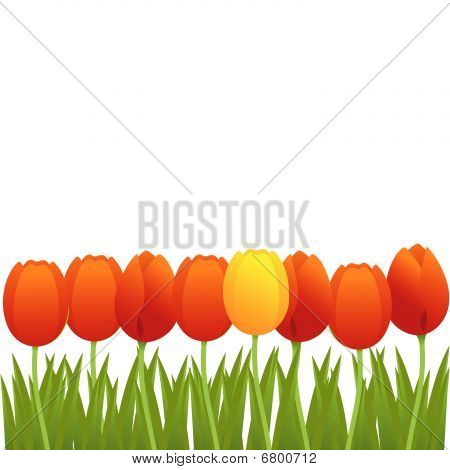 Oranžové tulipány