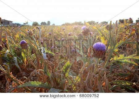 Artichokes Plantation Field
